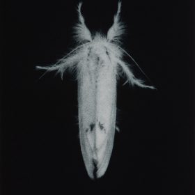 Sarah Gillespie - Yellow-Tail Moth
