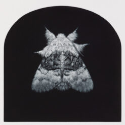 Nut-tree Tussock Moth - Sarah Gillespie
