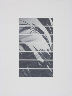 limited edition print of palm, broken into sections. Included in Folio 25