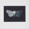 limited edition mezzoting by Sarah Gillespie of a white ermine moth in black ink