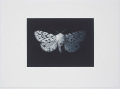 limited edition mezzotint print by Sarah Gillespie of a white ermine moth in black ink. New publication 2025