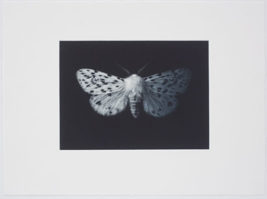 limited edition mezzoting by Sarah Gillespie of a white ermine moth in black ink