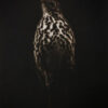 Sarah Gillespie original fine art mezzotint engraving of a Song Thrush