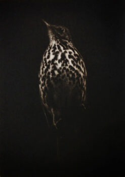 Sarah Gillespie original fine art mezzotint engraving of a Song Thrush