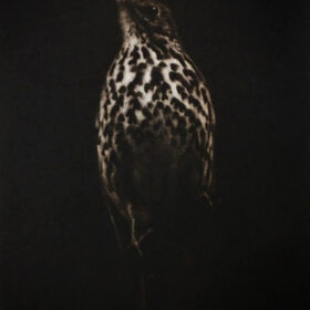 Sarah Gillespie original fine art mezzotint engraving of a Song Thrush