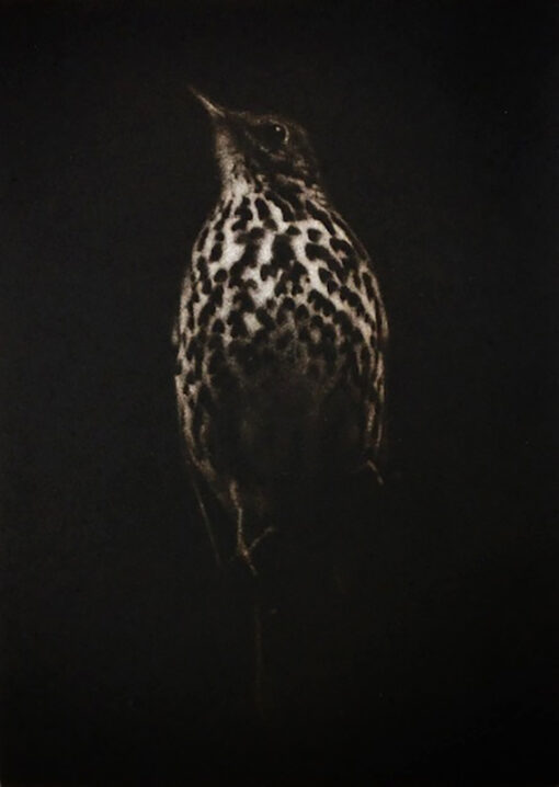 Sarah Gillespie original fine art mezzotint engraving of a Song Thrush