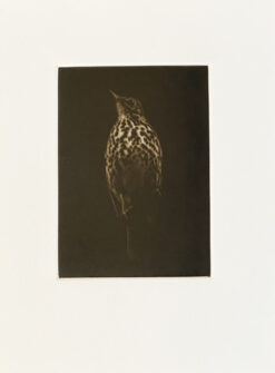 Sarah-Gilllespie-Unto-the-Wild-Birds-Throat-Mezzotint-Ed-25 including paper border (32 x 25cm)