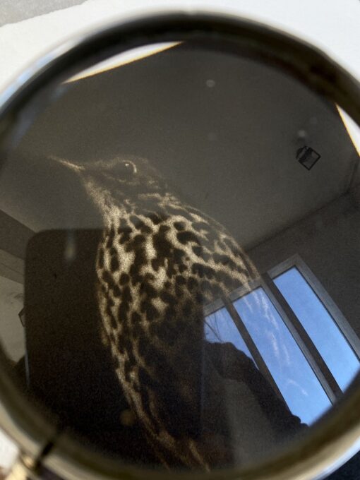 A studio shot by the artist of the plate through a magnifying glass