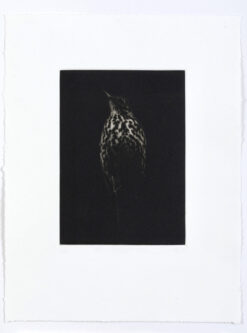 Mezzotint by Sarah Gillespie of songthrush in warm sepia black ink