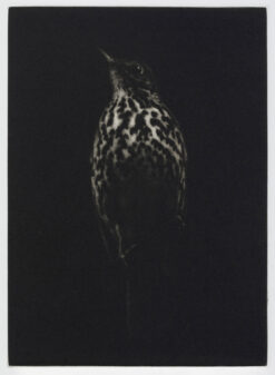 detail of Sarah Gillespie Unto the Wild Bird's Throat -(Thrush) Sepia, 2025 Mezzotint