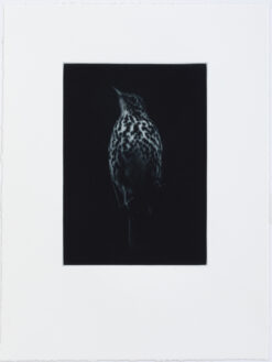 Full print - Sarah Gillespie Thrush in blue black ink. limited edition mezzotint