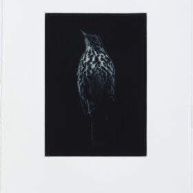 Full print - Sarah Gillespie Thrush in blue black ink. limited edition mezzotint