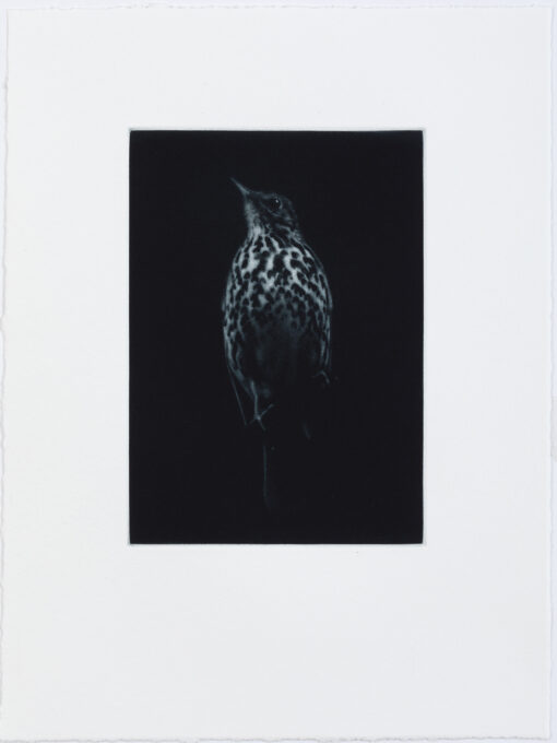 Full print - Sarah Gillespie Thrush in blue black ink. limited edition mezzotint