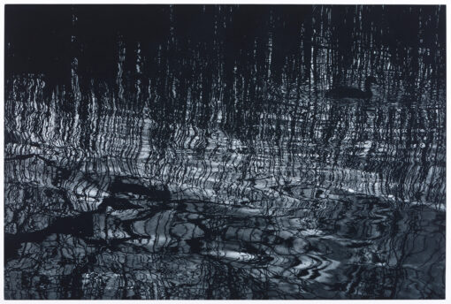 Sarah Gillespie, monochrome mezzotint of reeds and reflections of trees in the water from studies made at Slapton Ley in Devon