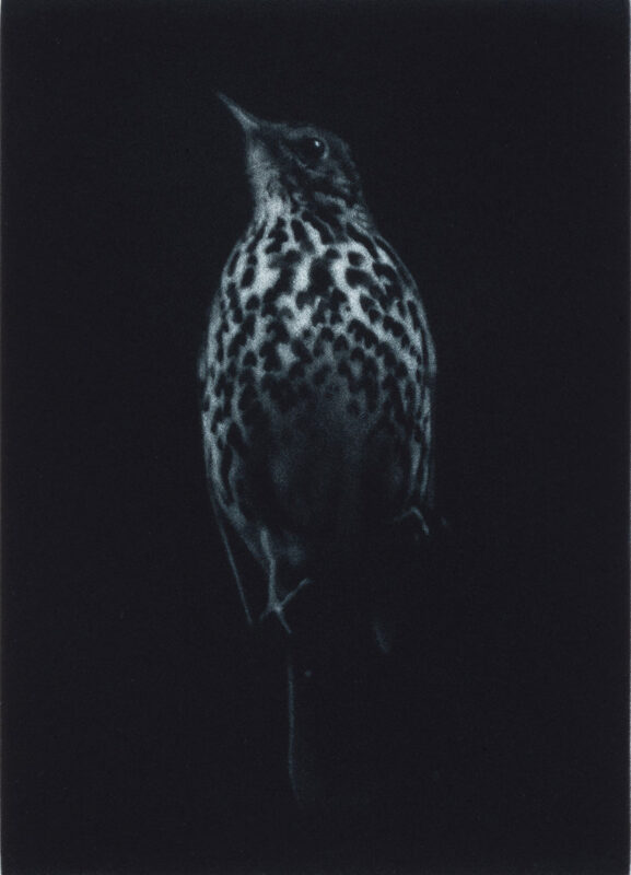 Sarah Gillespie - Unto the Wild Birds' Throat