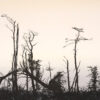 Emma Stibbon RA - Storm Damage