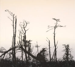 Emma Stibbon RA - Storm Damage