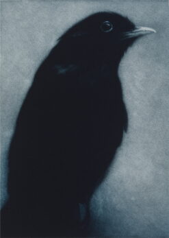 Sarah Gillespie Orpheus (Blackbird)