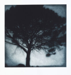 Sarah Gillespie - Breton Pine