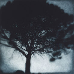 Sarah Gillespie - Breton Pine
