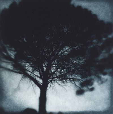 Sarah Gillespie - Breton Pine