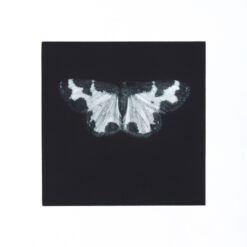 Sarah Gillespie - Clouded Border Moth