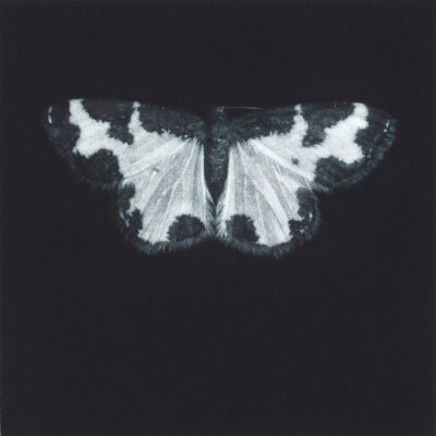 Sarah Gillespie - Clouded Border Moth