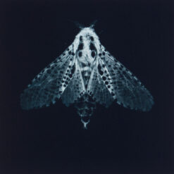 Sarah Gillespie - Leopard Moth