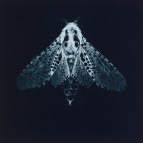 Sarah Gillespie - Leopard Moth