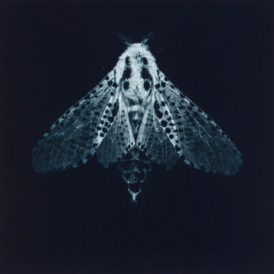 Sarah Gillespie - Leopard Moth
