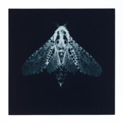 Sarah Gillespie - Leopard Moth