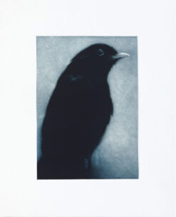 Sarah Gillespie Orpheus (Blackbird)