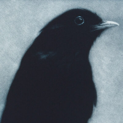 Sarah Gillespie - Orpheus (Blackbird) detail