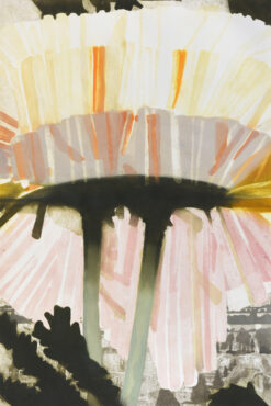 'Canopy' is one of a recent series of flower inspired prints by Katherine Jones RA in muted tones including yellow and pink stripey petals