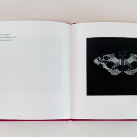 Sarah Gillespie 'Birded and Eyed' book