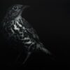 printed in black, a limited edition of a song thrush mezzotint by Sarah Gillespie