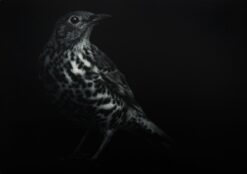 printed in black, a limited edition of a song thrush mezzotint by Sarah Gillespie