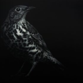 printed in black, a limited edition of a song thrush mezzotint by Sarah Gillespie