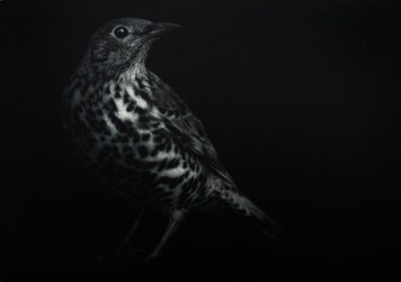 printed in black, a limited edition of a song thrush mezzotint by Sarah Gillespie